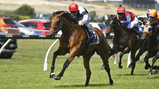 Real Class winning the Gr.2 Sir Patrick Hogan Stakes (2000m) at Ellerslie on New Year’s Day.  - Photo: Kenton Wright (Race Images)