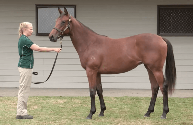 Paris Rock pictured as a yearling at Curraghmore - Photo: Trish Dunell