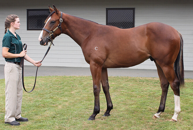 Theanswermyfriend as a yearling