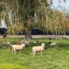 Te Awa Lifecare Village - working farm with cows and sheep