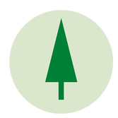 Shelter Tree | Casuarina | BH Horticulture