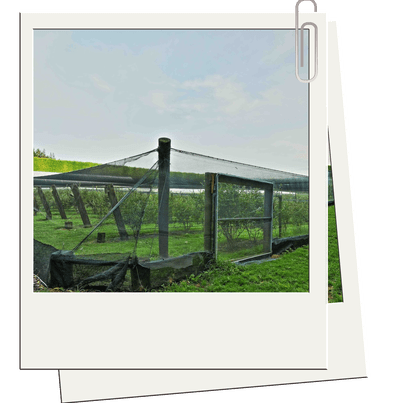 NZ Grown Blueberries