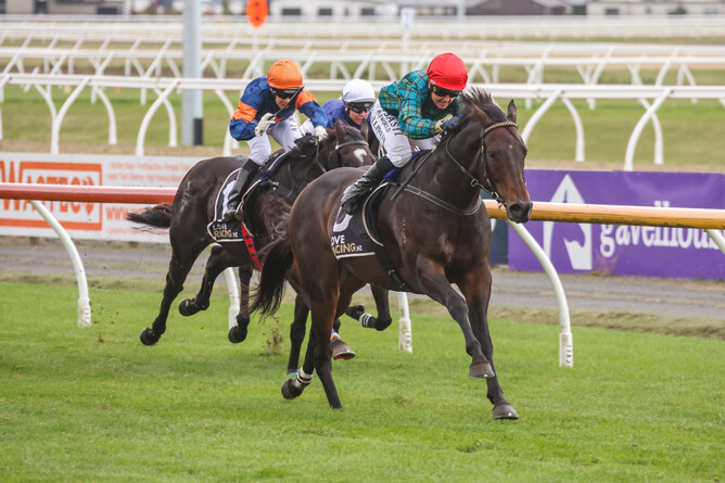 Harlech will contest the KPMG Mile (1600m) at Te Rapa on Saturday. - Photo: Race Images South