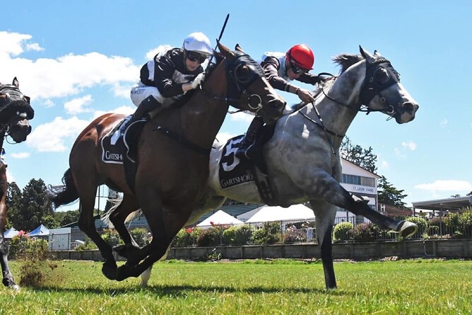 Lingjun Xiongfeng taking out the Open 1600m at Tauranga - Photo: Kenton Wright (Race Images)