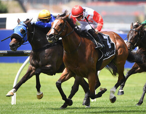 Affirmative Action firms in Guineas