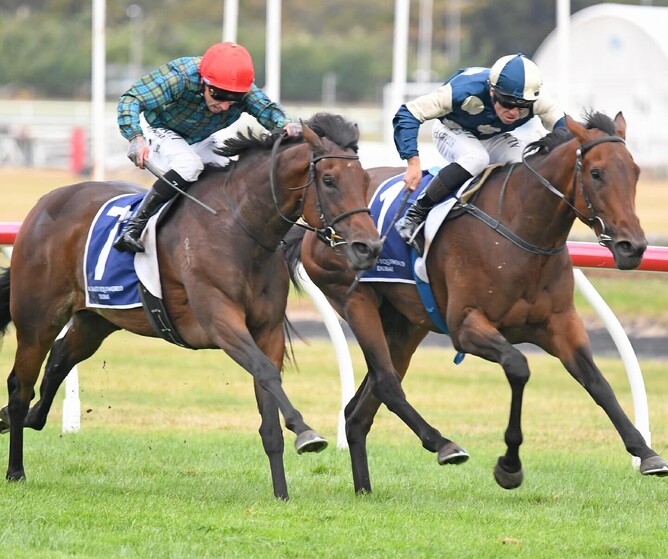 Dubai Gold (closest) may head across the Tasman - Photo: Peter Rubery (Race Images)