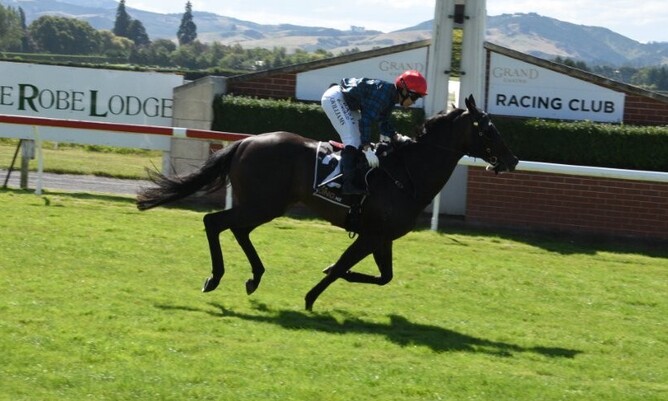 Harlech winning the Listed Hazlett Stakes (1400m) at Wingatui - Photo: Supplied