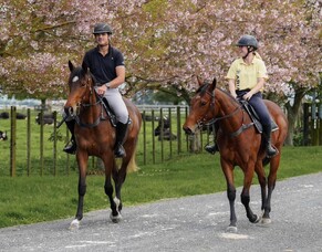 Spotlight on - Thompson Performance Horses