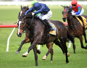 Son of Eminent a cups horse in the making