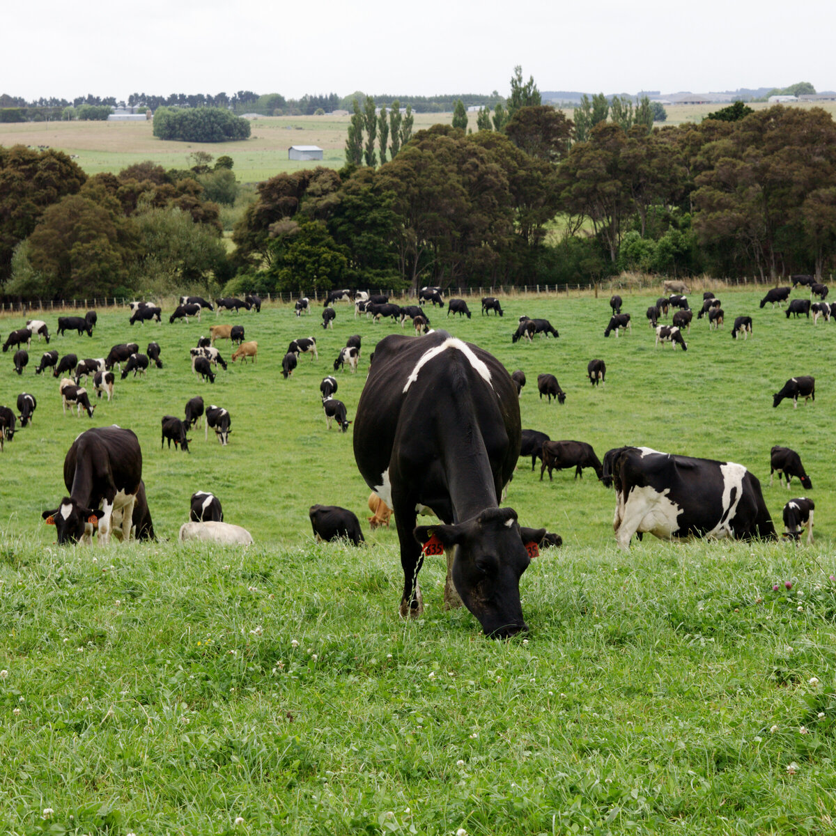 Is White Clover Ok For Horses