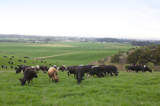 Fixation-prone allophanic soils are common across the Waikato region.