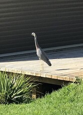 Bike Ride to the Dotterels