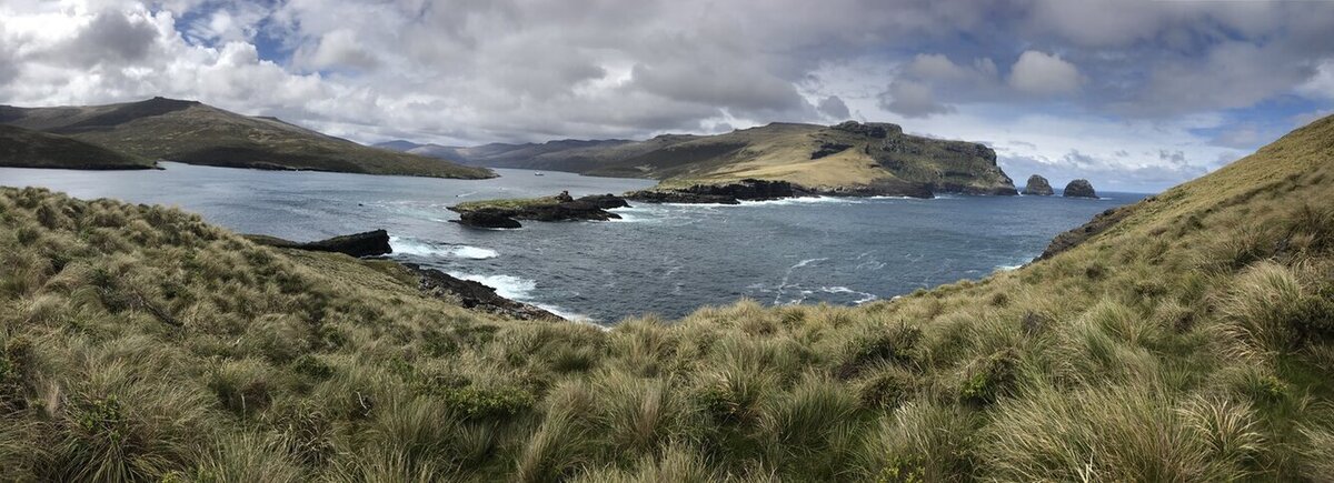 Auckland Islands/Motu Maha/Maungahuka | Robin Kermode Travels