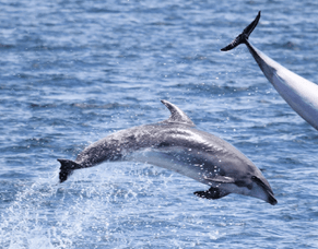 Exploring Marine Magic, to Inspire Restoration/Conservation Leaders