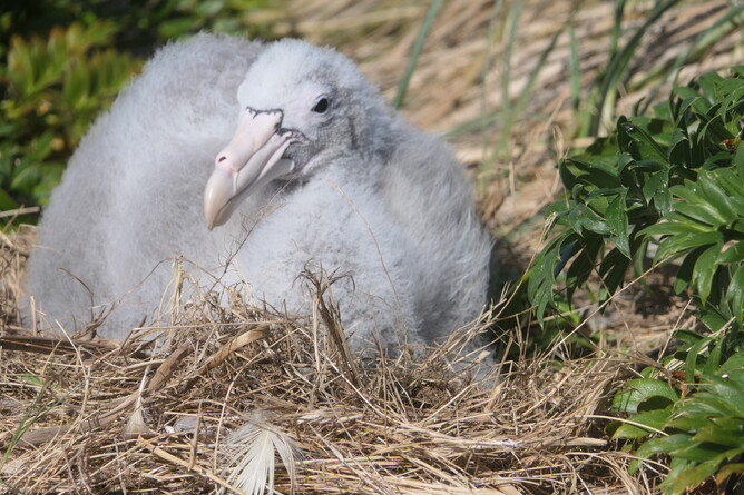 Auckland Islands/Motu Maha/Maungahuka | Robin Kermode Travels