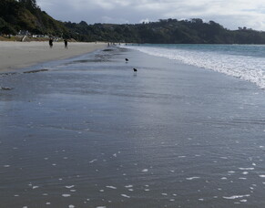 Return Nature to the Wild