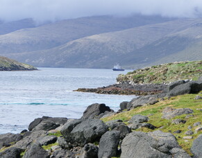 Auckland Island, Carnley Harbour