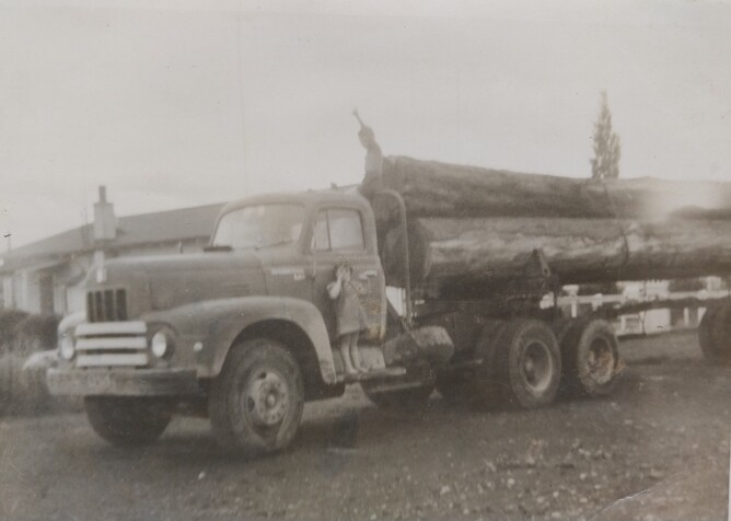 (Susan McCarthy on Arthur McCarthy’s 190 International with a load of rimu ex Pipiriki)