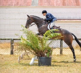 Waimarino A&P Show | Raetihi NZ