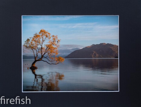Wanaka Tree