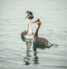 Australasian Crested Grebes - 16&quot; x 20&quot;