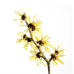 Witch Hazel