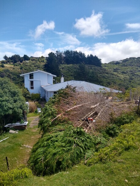 Directional felling close to a house