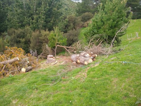 Winching wet pine logs out of a gully onto a bench