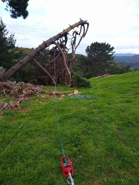 A hung tree - much safer to roll it over than to try and cut it free from below