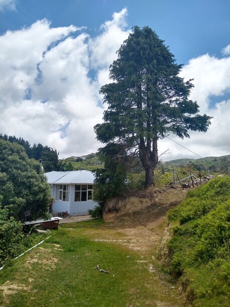 Directional felling close to a house