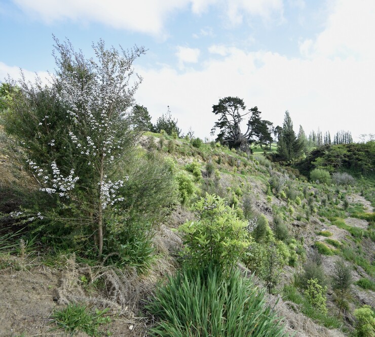 native planting in retired gully, Cambridge New Zealand
