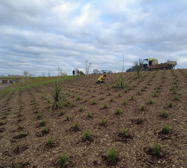 Civil landscaping and native planting along swale in new subdivision