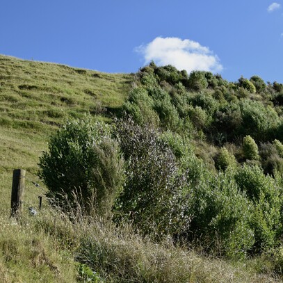 custom and quality landscaping in Cambridge, Waikato