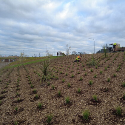 Civil planting along swale in residential development, Cambridge