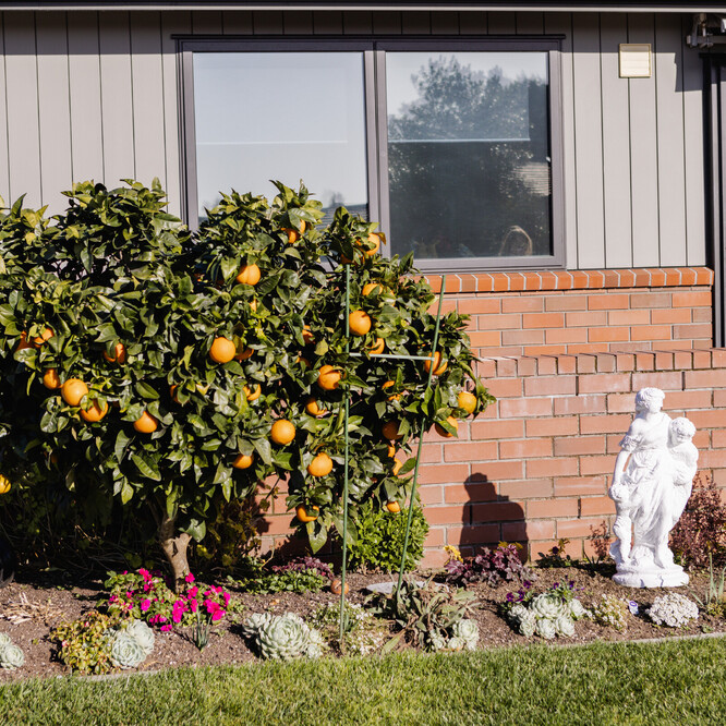 Orange tree in front of house at Eventide Retirement Village