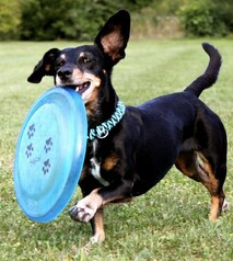 FRISBEE GOLF