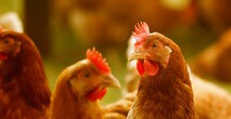 Healthy Chickens after drinking chlorine dioxide