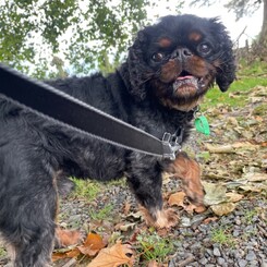 Small black, mixed-breed, dog looking at the camera on a leash. Image of dog walker to showcase Critter Care's dog walking services. Waikato, New Zealand.