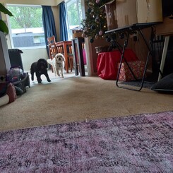 Black dog & white dog playing together inside. Image of two dogs at in-house doggy daycare to showcase Critter Care's dog in-home daycare services. Waikato, New Zealand.