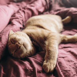 Image of cute cat to showcase Critter Care's pet overnight house stay services. Waikato, New Zealand.