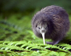 Art for a delightful cause: It's October, Save the Kiwi Month