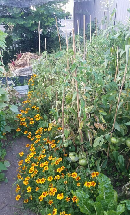 bonsai tree growing with biochar on a rock in a lake