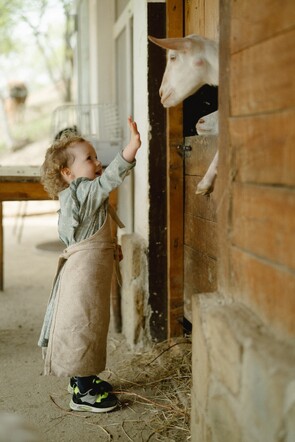child in barn with goat over biochar barn litter pile