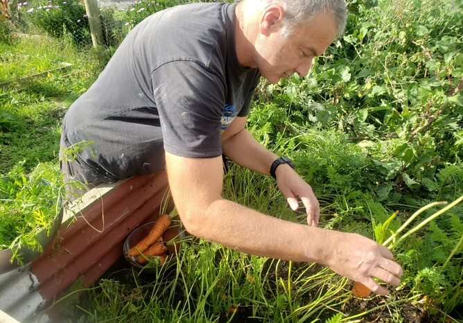 Bruce harvesting carrots. I get the carrot tops to dye with!