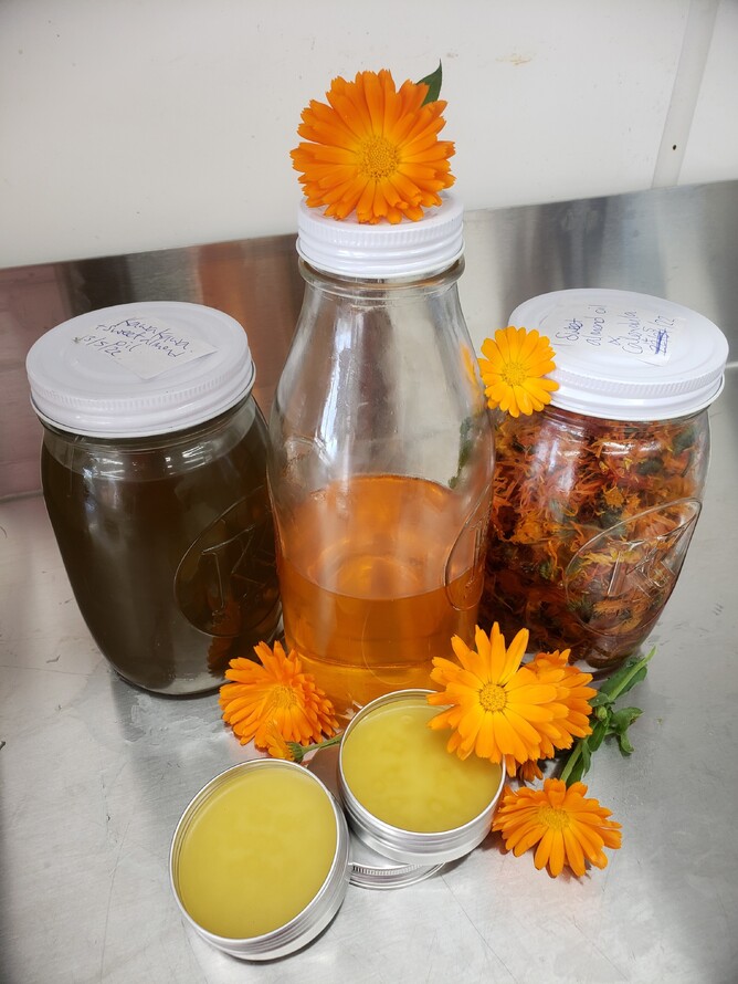 left to right: kawakawa infused sweet almond oil, calendula infused sweet almond oil, and calendula flower blooms. In the front, the finished product!