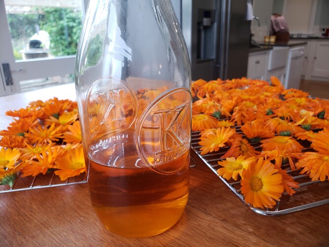 Calendula blooms make a lovely orange oil!