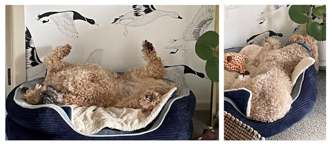 Coping with Anxiety | Take time to rest, recover and rejuvenate | Lisa Almand