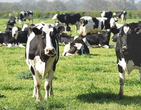 Research demonstrates the environment and NZ&rsquo;s dairy economy can thrive while exceeding climate change targets