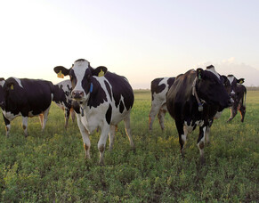 AfiCollar&#039;s a game-changer