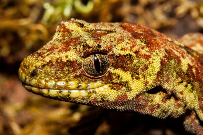 Tautuku gecko (Mokopirirakau “southern forest”), Catlins Forest Park ©Carey Knox